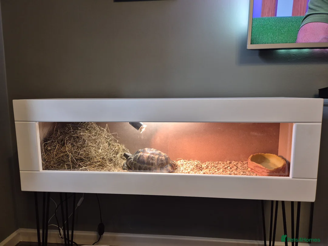 Tortoise reptiles for sale: Spur thighed tortoise  in Warrington - Advert 1