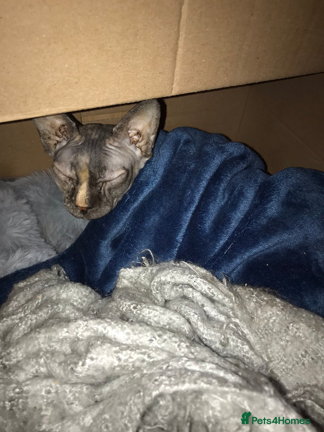 Sphynx cats for sale: Beautiful sphynx👑 - Image 1