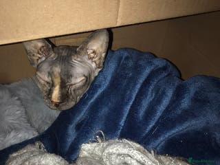 Sphynx cats Beautiful sphynx👑 - Advert 1