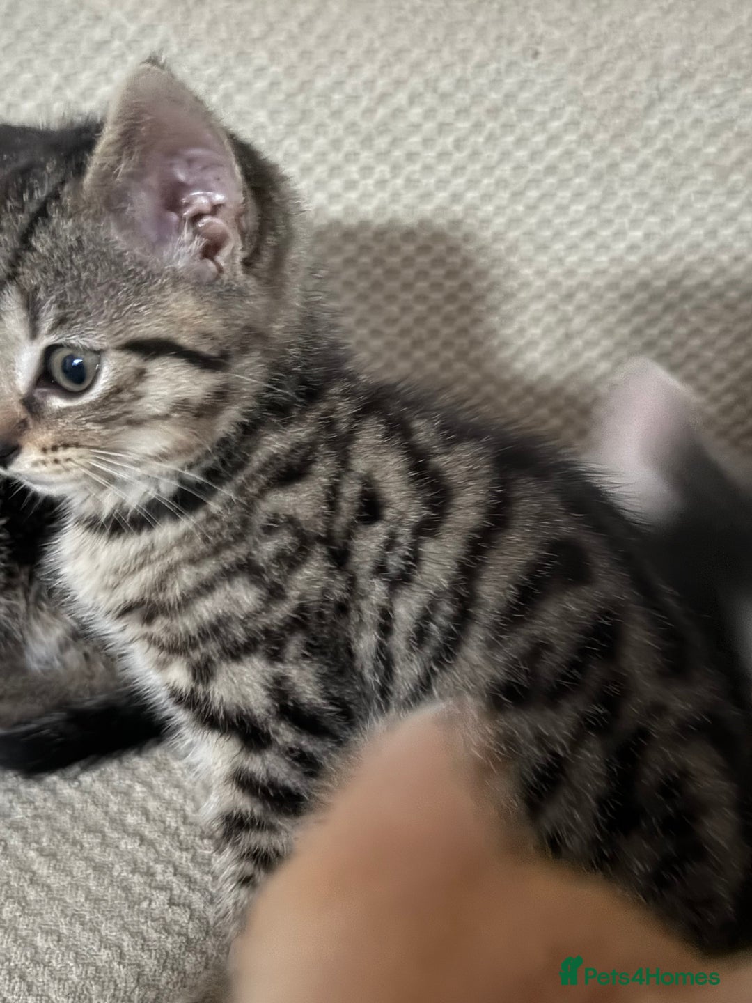 Mixed Breed cats for sale: Beautiful kittens  - Image 11