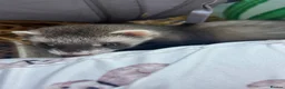 Ferret rodents for sale: Ferret kits for sale  in Gloucester - Advert 9