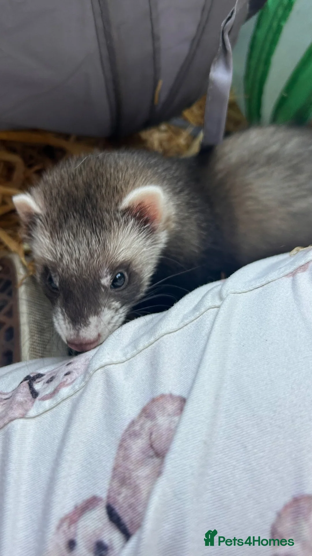 Ferret rodents for sale: Ferret kits for sale  in Gloucester - Advert 9