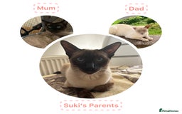 Siamese cats for sale: Siamese Lynx Kittens – 3 Boys & 3 Girls - Image 11