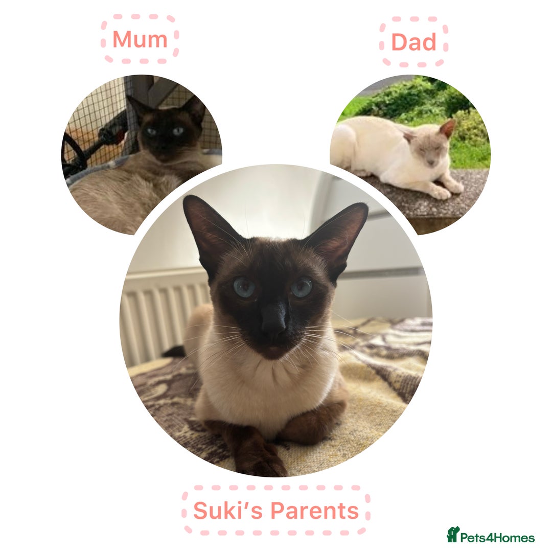 Siamese cats for sale: Siamese Lynx Kittens – 3 Boys & 3 Girls - Image 11