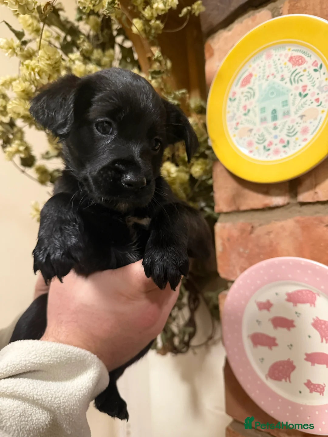 Mixed Breed dogs for sale: Belgian mal/working cocker spaniel  - Advert 3