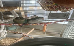 Conures birds for sale: Quaker and conure baby - Image 3