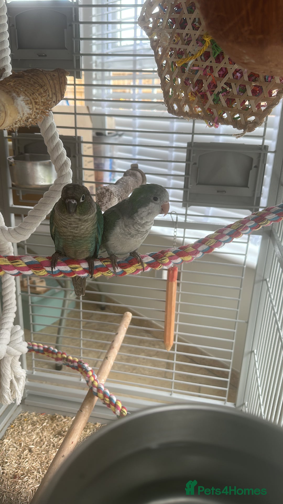 Conures birds for sale: Quaker and conure baby - Image 3