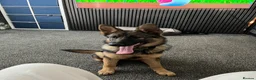 German Shepherd dogs for sale: German shepherd  - Advert 3