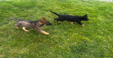 German Shepherd dogs - Advert 9