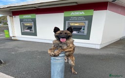 Mixed Breed dogs for sale: Meet Kenzo – The Perfect Family protector - Image 3
