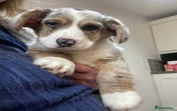Welsh Corgi Cardigan dogs for sale: Beautiful Blue Cardigan Corgi Bitch  - Image 4
