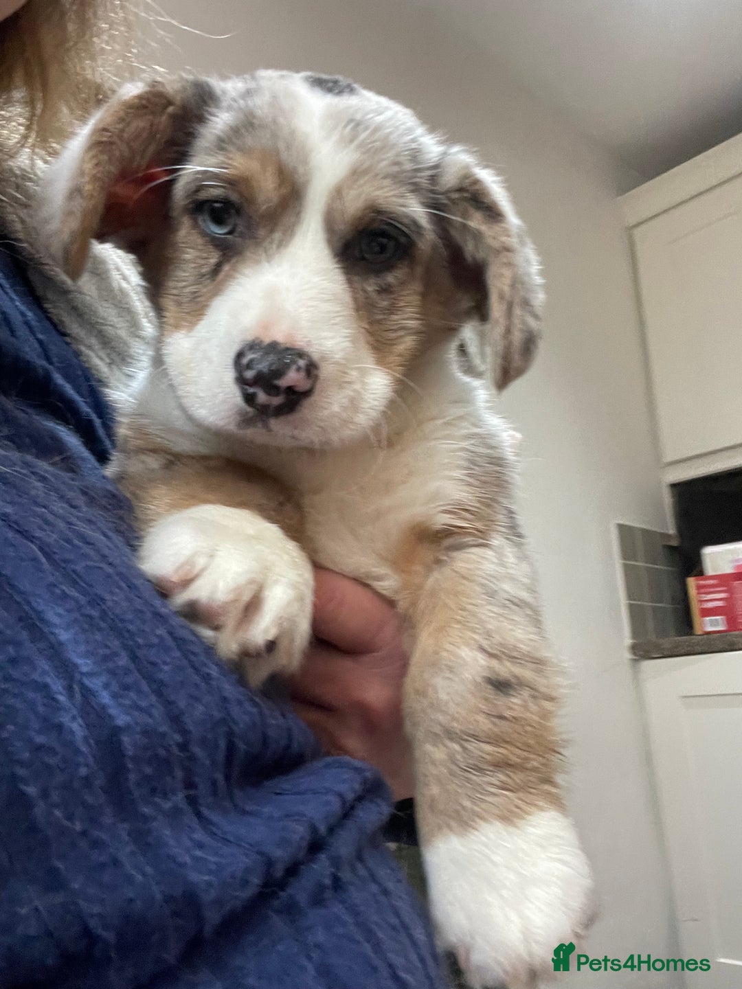Welsh Corgi Cardigan dogs for sale: Beautiful Blue Cardigan Corgi Bitch  - Image 4