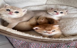 British Shorthair cats for sale: British Shorthair Golden & Bluegolden kitten GCCF - Image 25
