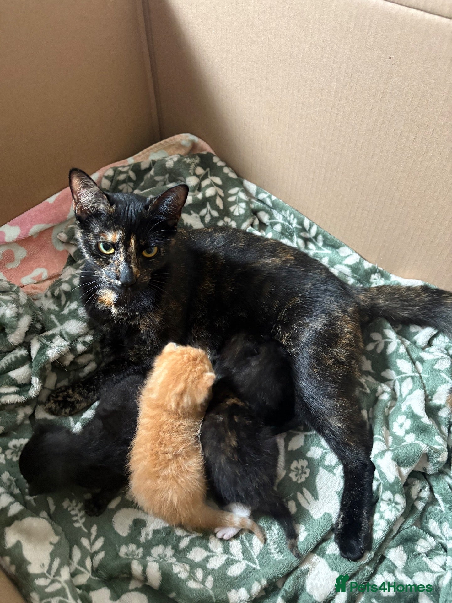 American Shorthair cats for sale: Kittens for sale  - Advert 2