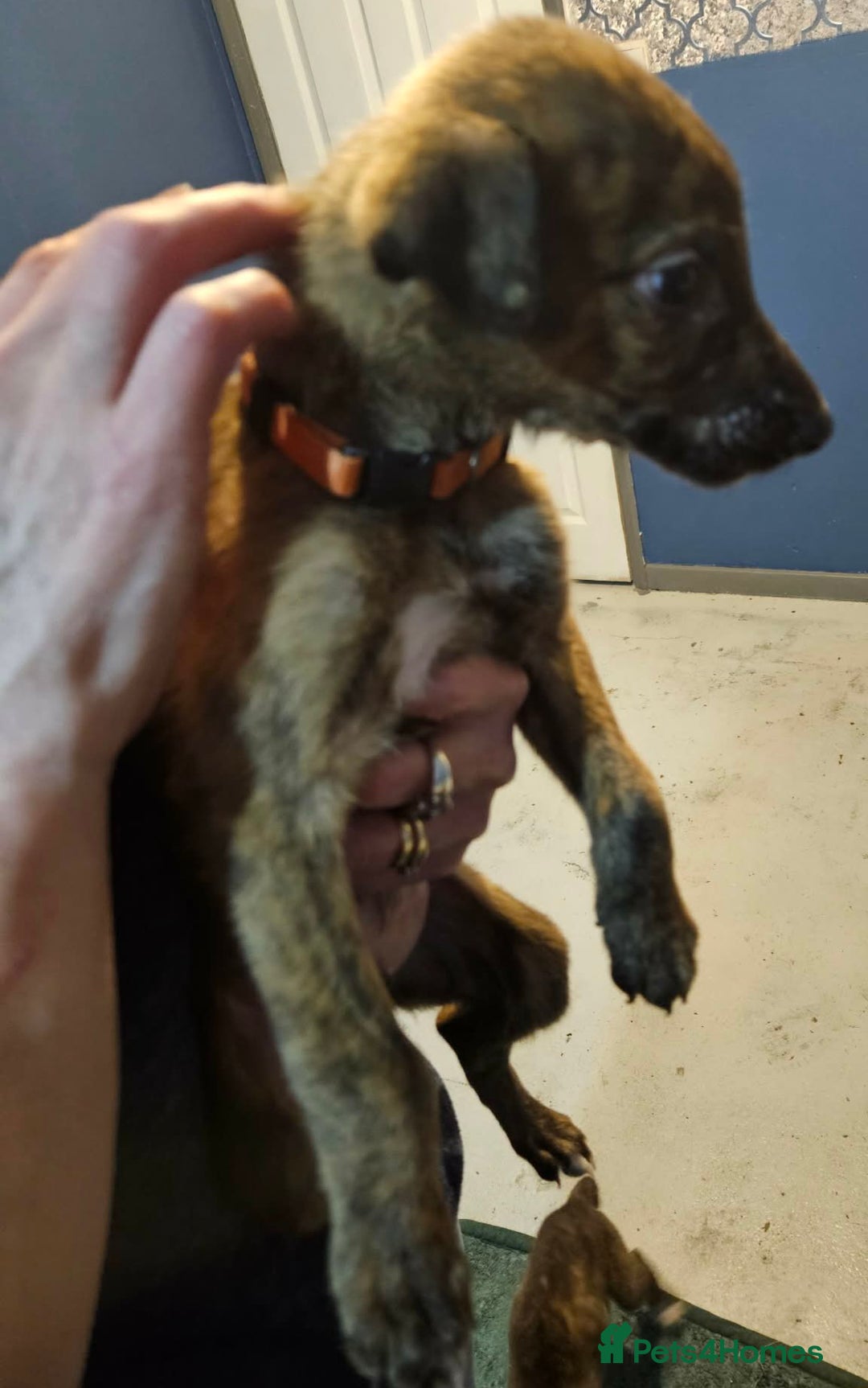 Whippet dogs for sale: 3 beauties left  - Advert 5