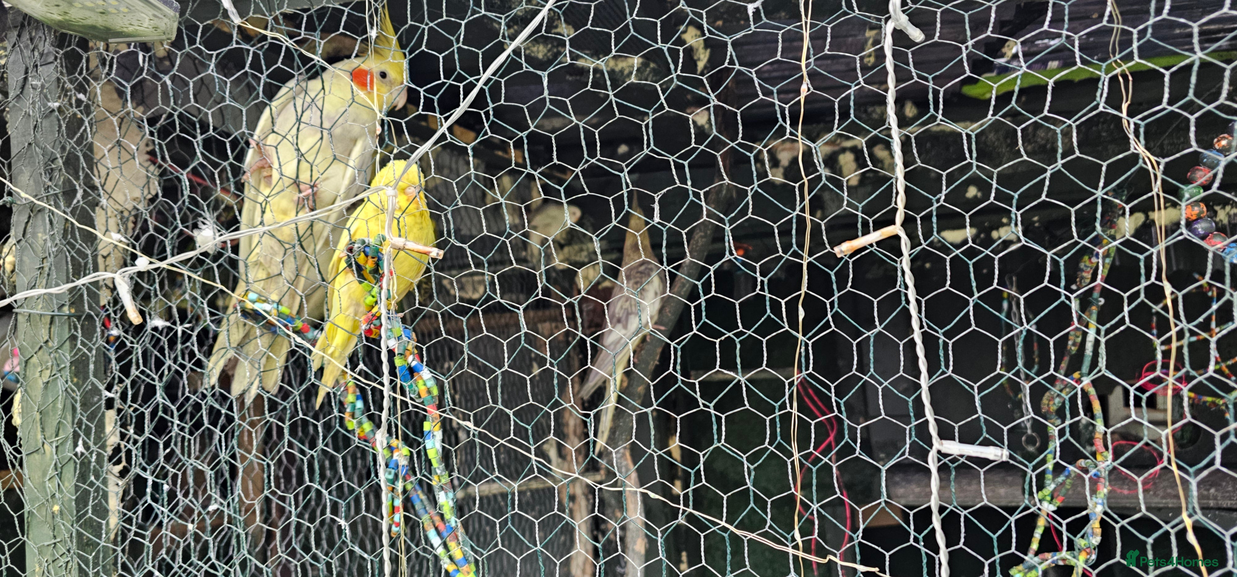 Budgerigars birds Goldfinch and  Canarys and budgies and cockatiels - Advert 18