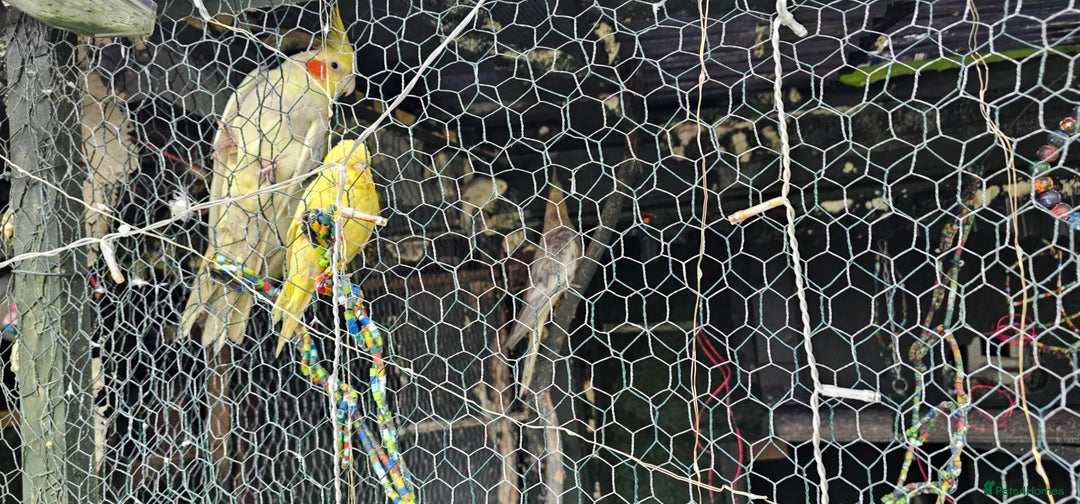 Budgerigars birds for sale: Goldfinch and  Canarys and budgies and cockatiels - Advert 4