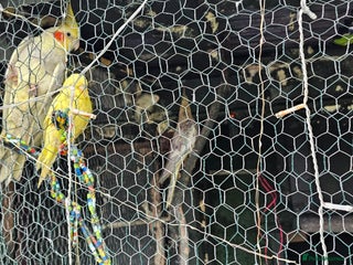 Budgerigars birds Goldfinch and Canarys and budgies and cockatiels - Advert 7