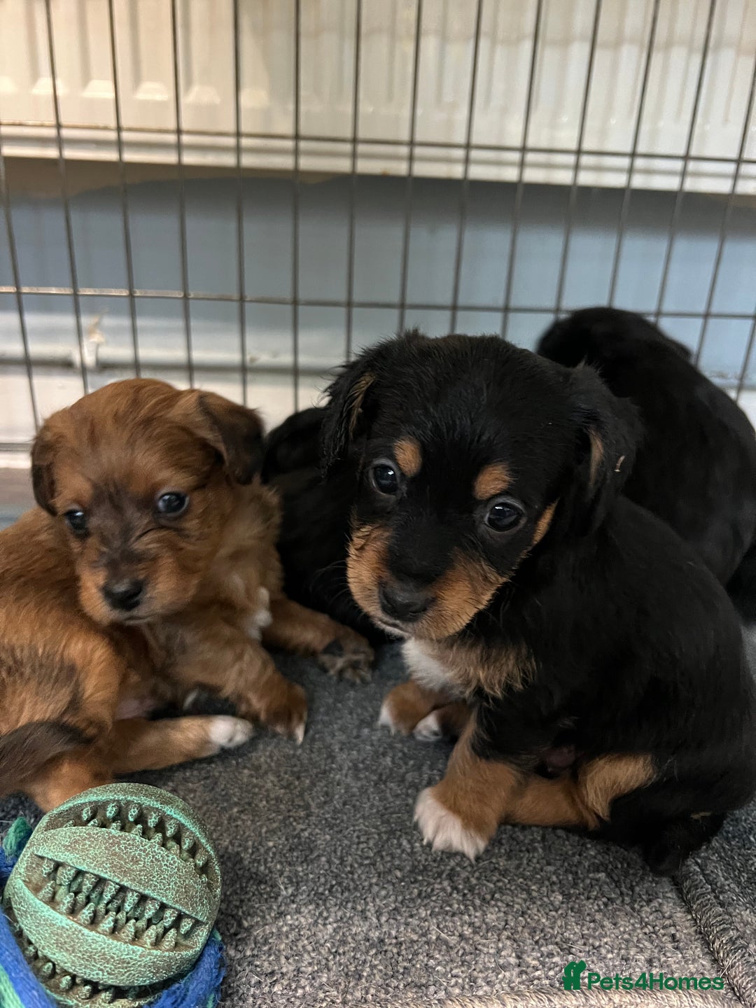 Jackapoo dogs for sale: Adorable Jackapoo puppies for sale !!!! - Image 7