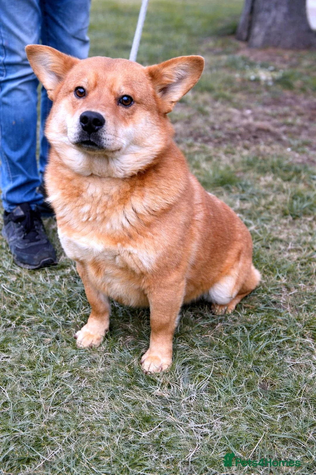 Mixed Breed dogs for adoption: 🤍 Kenji: the gentle soul waiting for you 🐾 - Advert 1