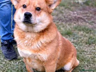 Mixed Breed dogs 🤍 Kenji: the gentle soul waiting for you 🐾 - Advert 1