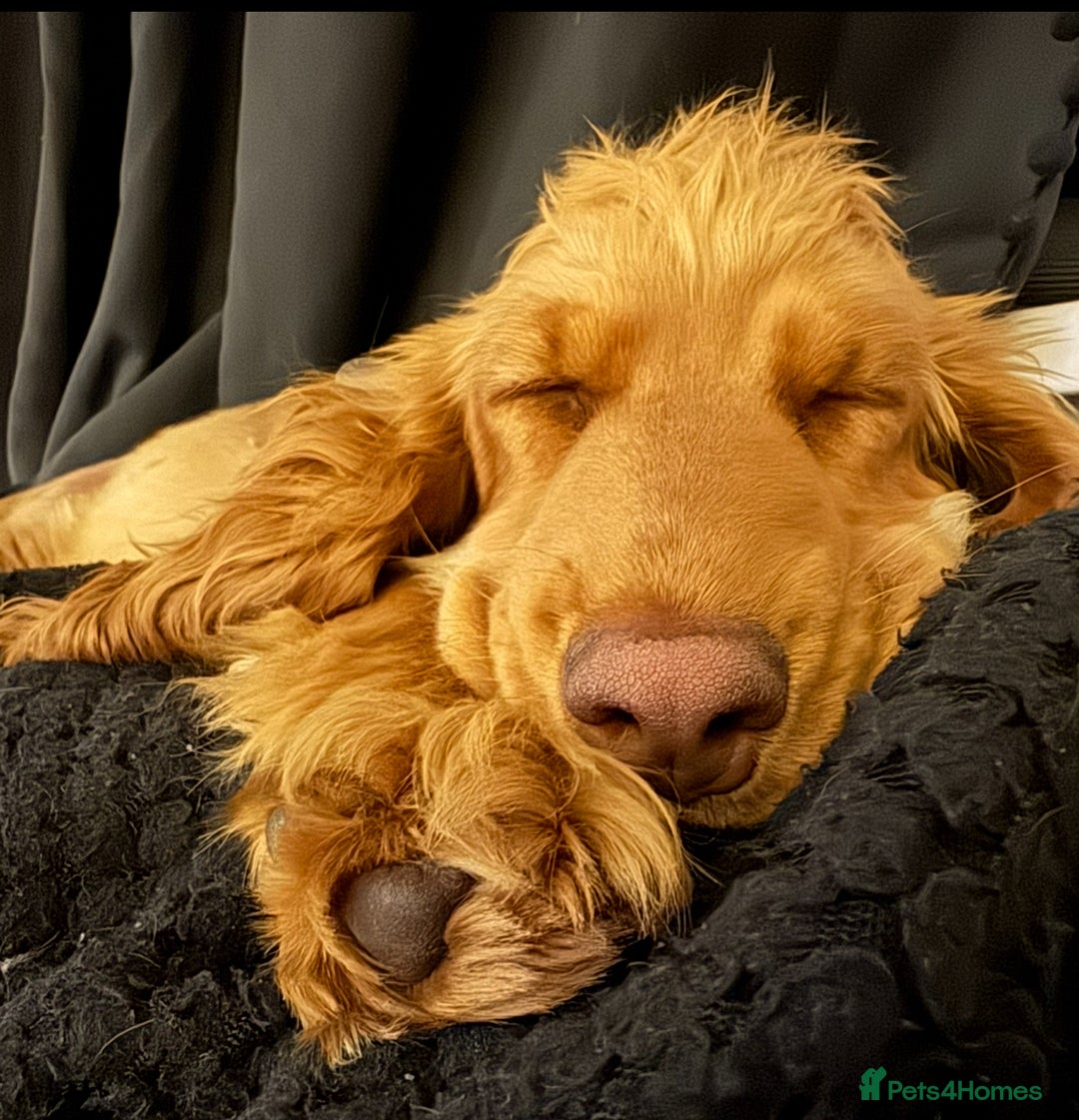 Cocker Spaniel dogs for sale: 2 x Show cocker spaniels (Red) - Image 11
