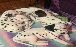 Dalmatian dogs for sale: Dalmatian puppies for sale  - Image 10