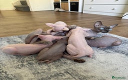 Sphynx cats for sale: Sphynx kittens - Image 11