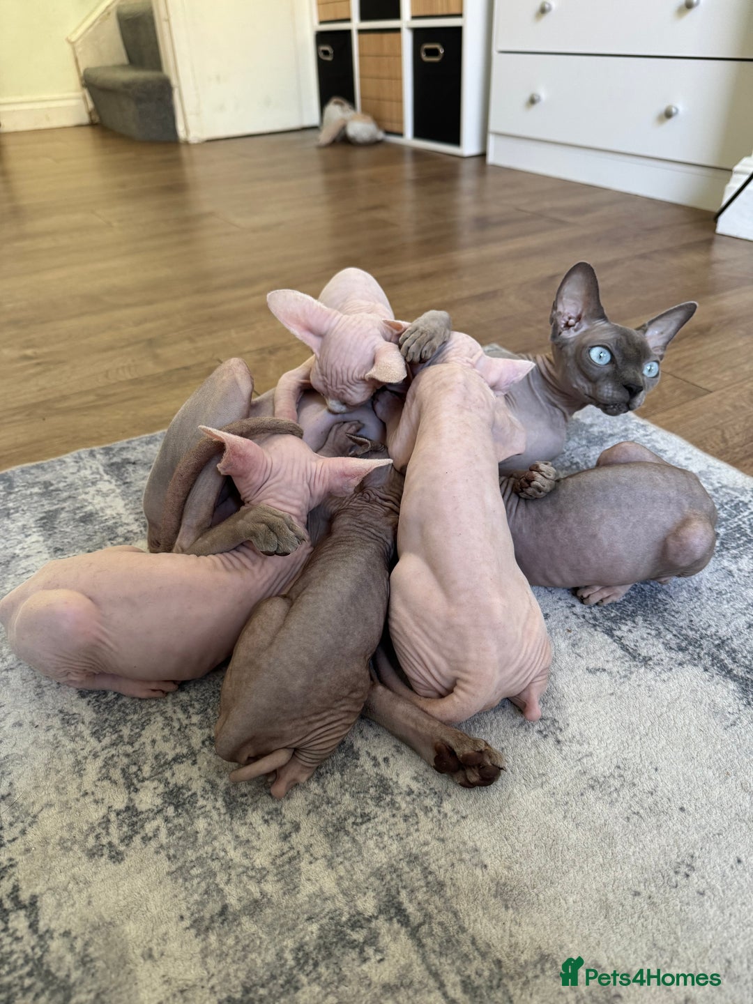 Sphynx cats for sale: Sphynx kittens - Image 11