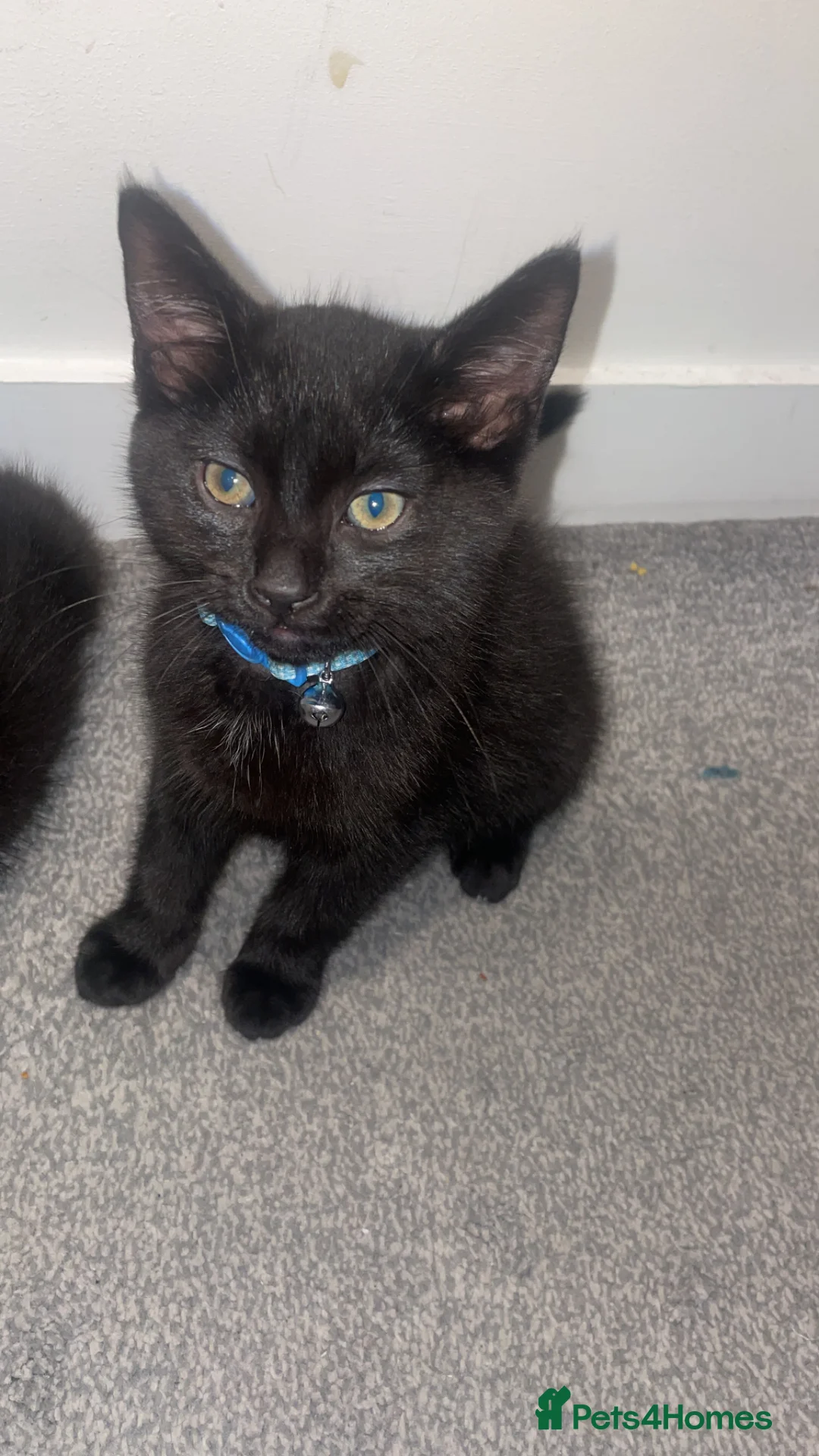 Mixed Breed cats for sale: 3 half ragdoll black beauty’s left! - Advert 6