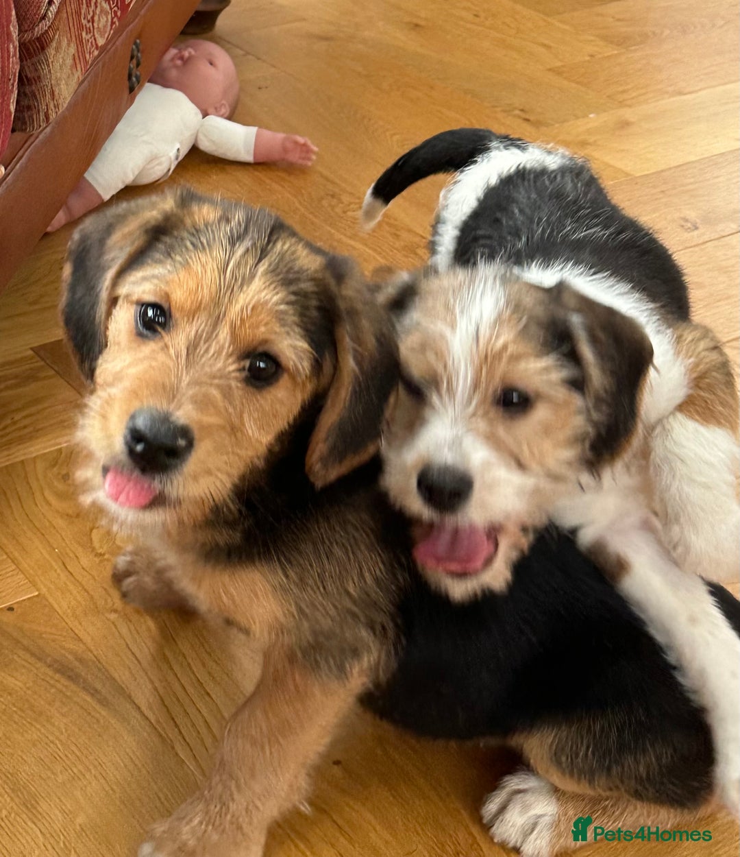 Mixed Breed dogs for sale: 🐾 Beautiful Cavapoo x Beagle Puppies 🐾 - Advert 2