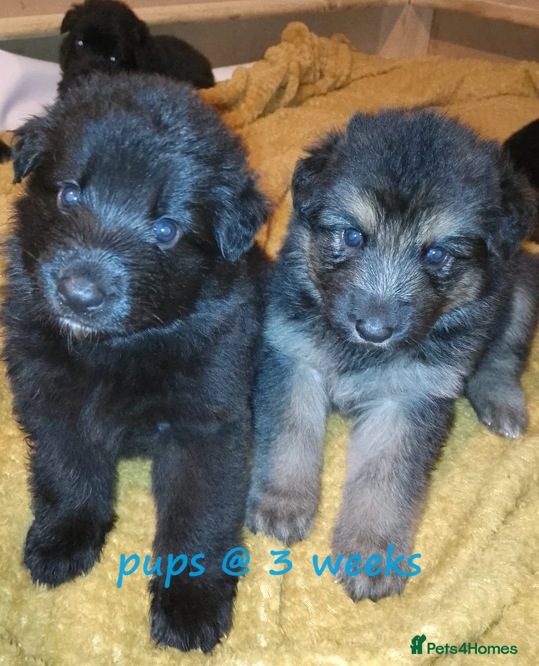 German Shepherd dogs for sale: Straight back Long coat German Shepherd pups - Advert 17