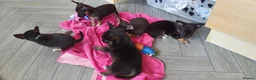 Chihuahua dogs for sale: Super cute litter of 5 chihuahua puppies in Pontypool - Advert 1