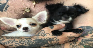Chihuahua dogs - Advert 13