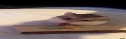 Hamster rodents for sale: Roborovski Dwarf Hamster  in Stockton-on-Tees - Advert 1