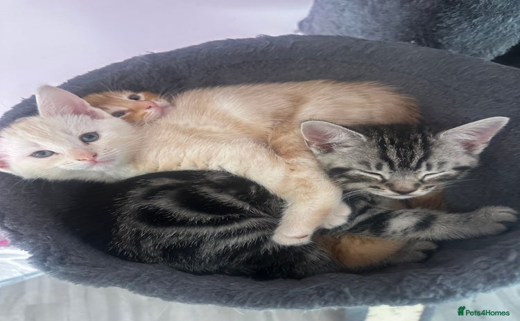 Domestic Shorthair cats - Advert 1