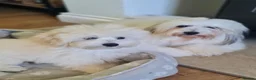 Coton De Tulear dogs for sale: Cotonpoo/Cotonoodle puppies  - Advert 6