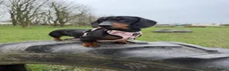 Miniature Dachshund dogs for sale: Stunning Miniature Dachshunds - Advert 7