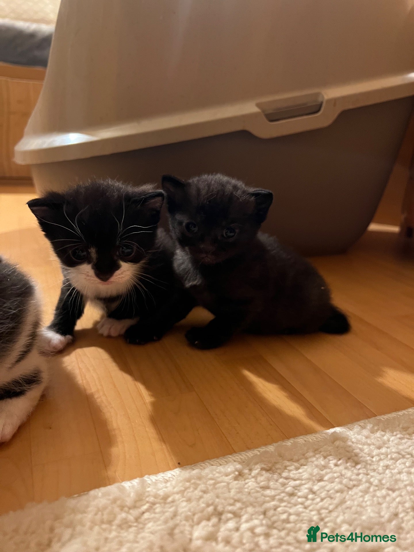 Mixed Breed cats BSH and Maine coon mix. Last 2 kittens.  - Advert 1