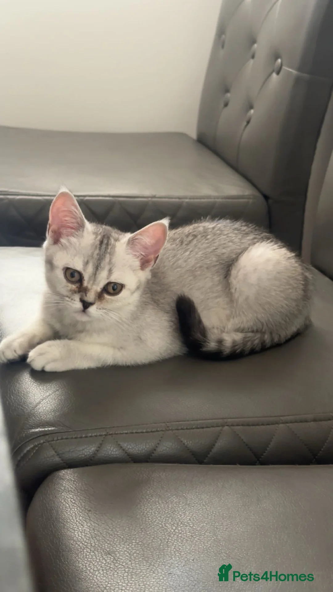 Scottish Fold cats for sale: KAJANIKKA  - Advert 2