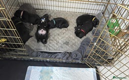 Mixed Breed dogs for sale: Beautiful puppys for sale  - Image 14