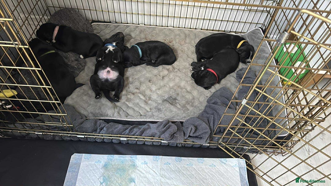 Mixed Breed dogs for sale: Beautiful puppys for sale  - Image 14