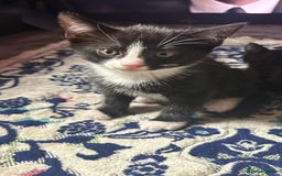 Mixed Breed cats for sale: Kittens for sale — £50 each - Image 5