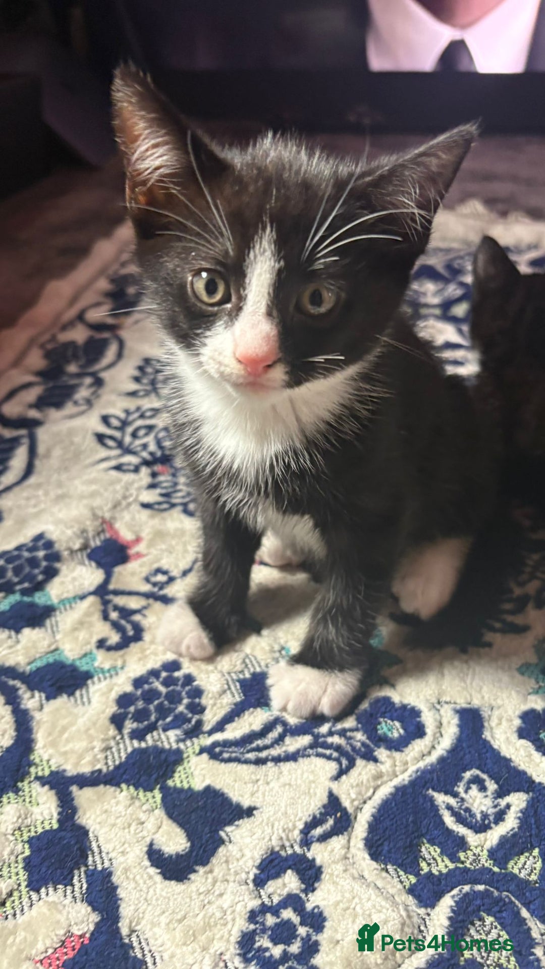 Mixed Breed cats for sale: Kittens for sale — £50 each - Image 5