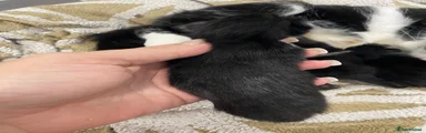 Mixed Breed 3
