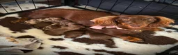 Miniature Dachshund dogs for sale: Long hair miniature daschund puppies for sale in Peterlee - Advert 4