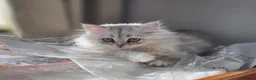 Persian cats for sale: 1 Pure Persian Chinchilla Male Kitten - Advert 7
