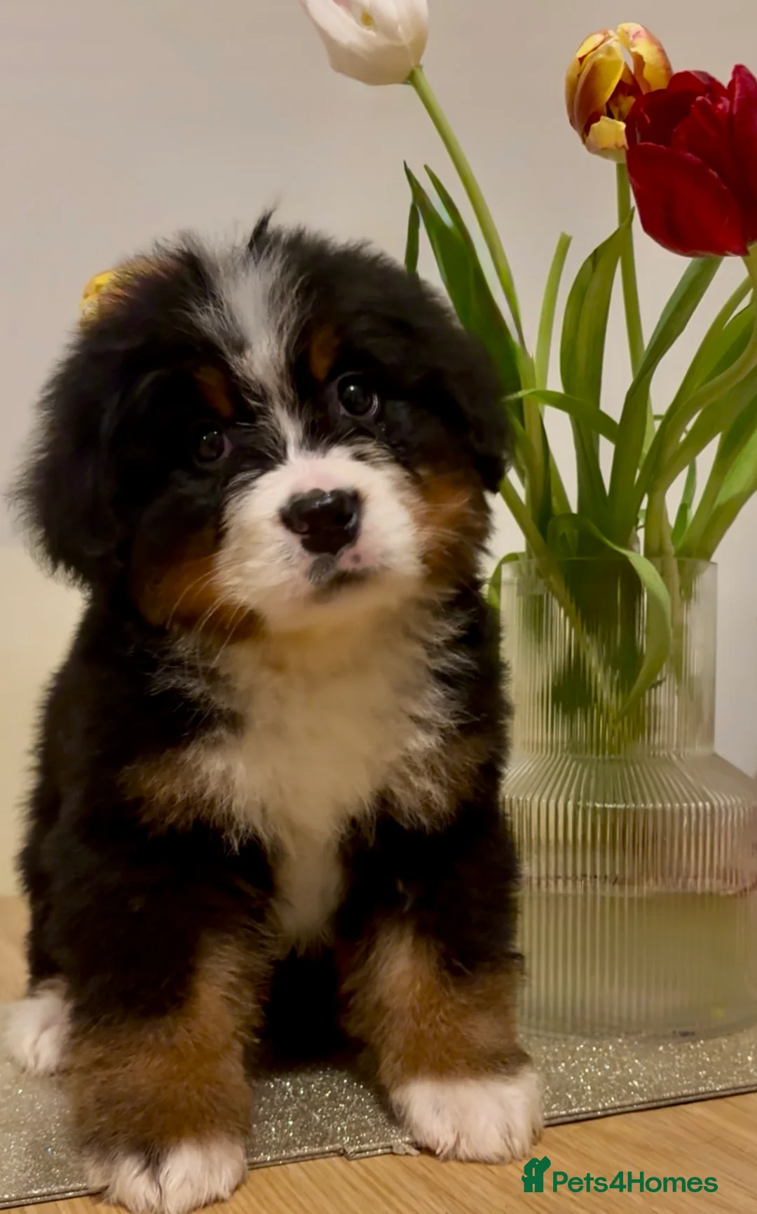 Bernese Mountain Dog dogs for sale: Bernese mountain dog pups in Ammanford - Advert 2