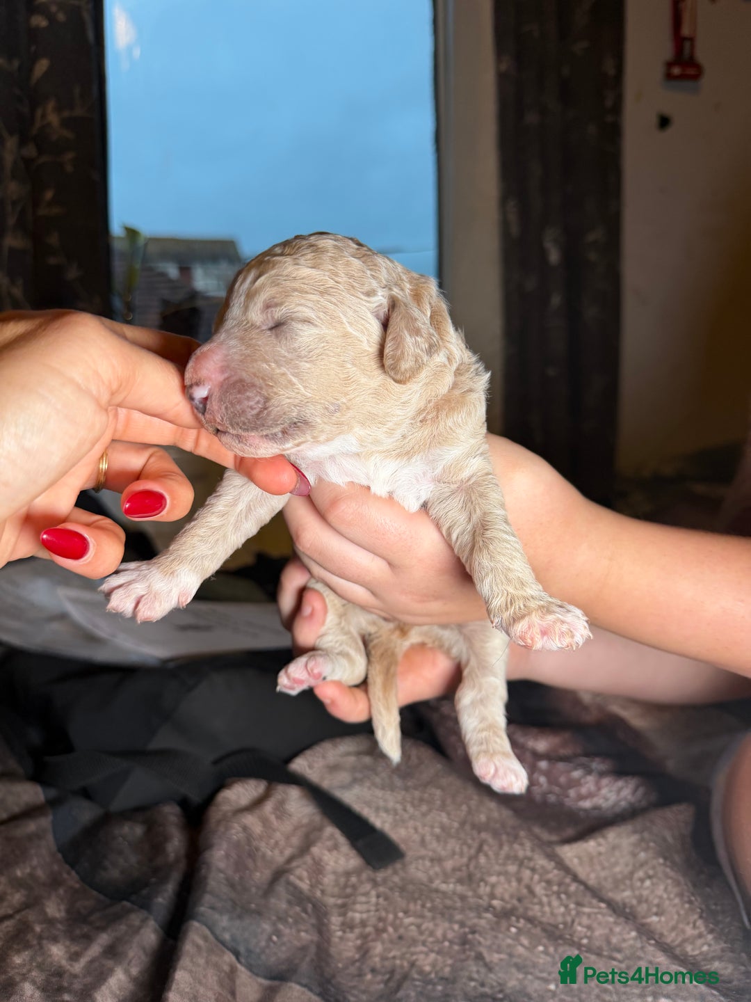 Goldendoodle dogs for sale: Beautiful Rainbow Litter of Goldendoodles - Advert 10