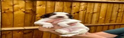 English Springer Spaniel dogs for sale: Exceptional pedigree springers Dam FTAW Sire FTCh in Tilbury - Advert 9